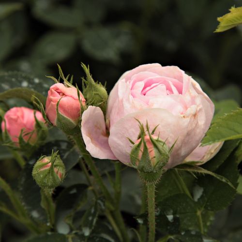 Rosa Königin von Dänemark - roz - Trandafir copac cu trunchi înalt - cu flori tip trandafiri englezești - coroană tufiș